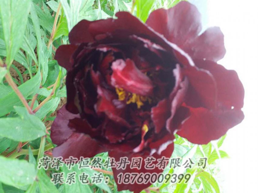 點(diǎn)擊查看詳細(xì)信息<br>標(biāo)題：黑色牡丹 閱讀次數(shù)：1136