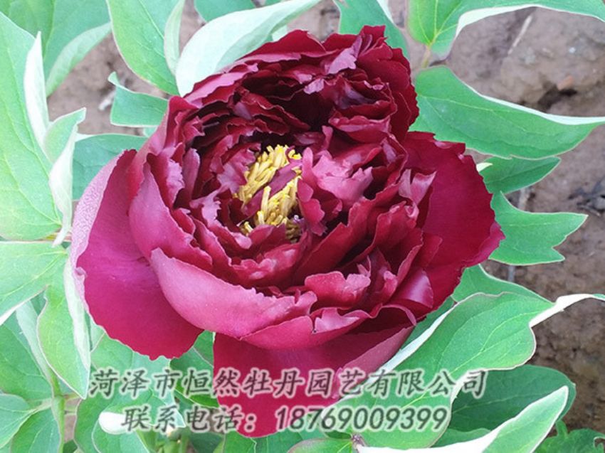 點(diǎn)擊查看詳細(xì)信息<br>標(biāo)題：黑色牡丹 閱讀次數(shù)：1146