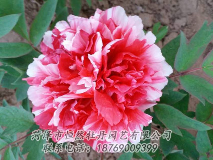 點(diǎn)擊查看詳細(xì)信息<br>標(biāo)題：復(fù)色牡丹 閱讀次數(shù)：1165