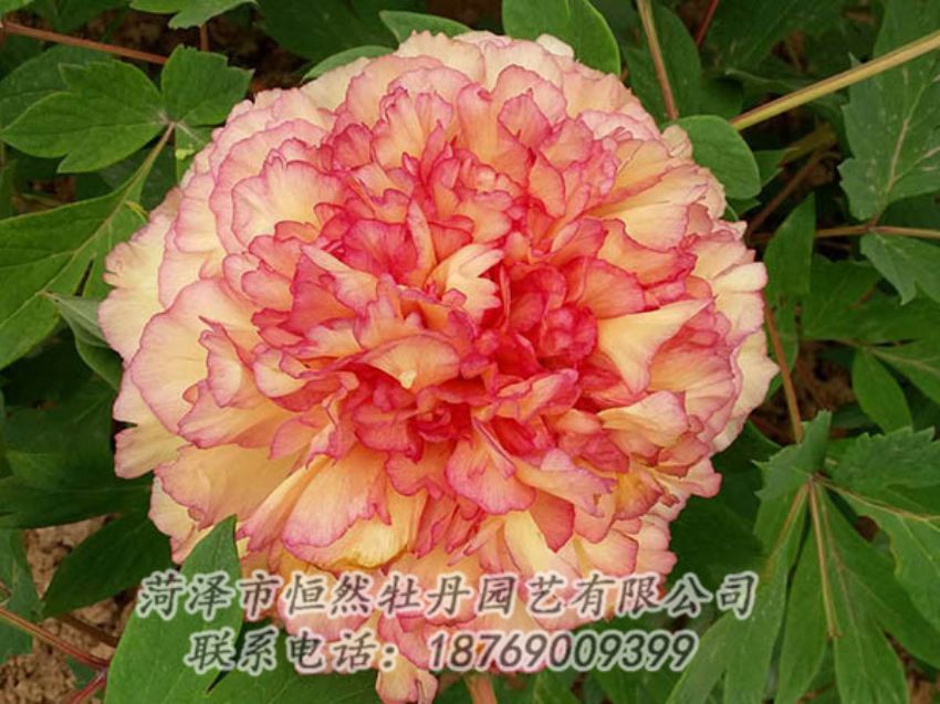 點(diǎn)擊查看詳細(xì)信息<br>標(biāo)題：復(fù)色牡丹 閱讀次數(shù)：1189