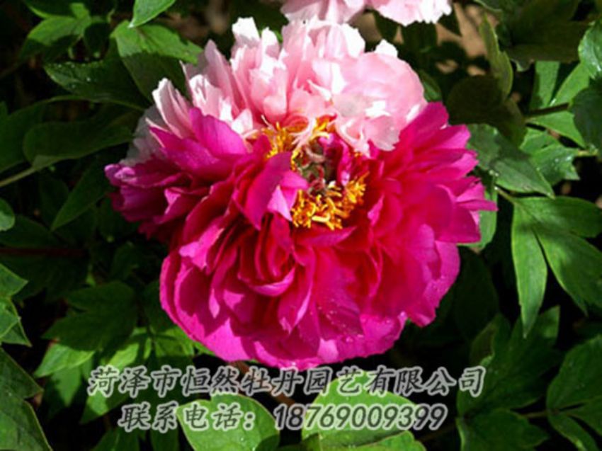 點(diǎn)擊查看詳細(xì)信息<br>標(biāo)題：復(fù)色牡丹 閱讀次數(shù)：1116