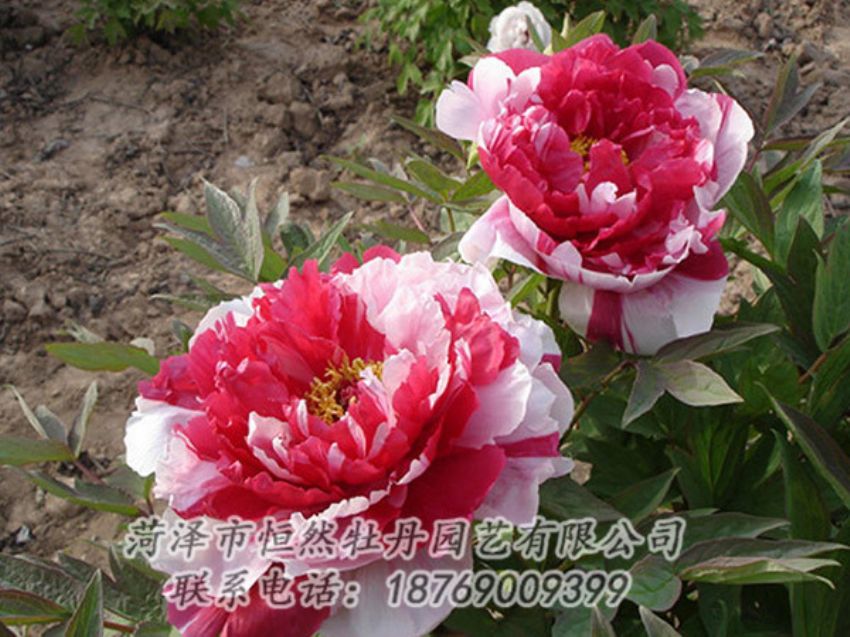 點(diǎn)擊查看詳細(xì)信息<br>標(biāo)題：復(fù)色牡丹 閱讀次數(shù)：1157