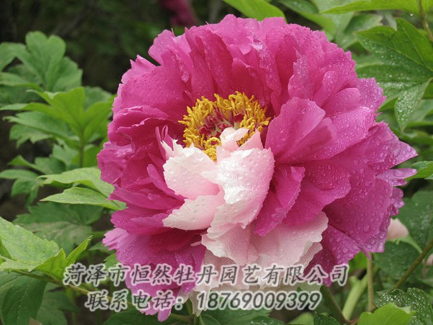 點(diǎn)擊查看詳細(xì)信息<br>標(biāo)題：復(fù)色牡丹 閱讀次數(shù)：1200