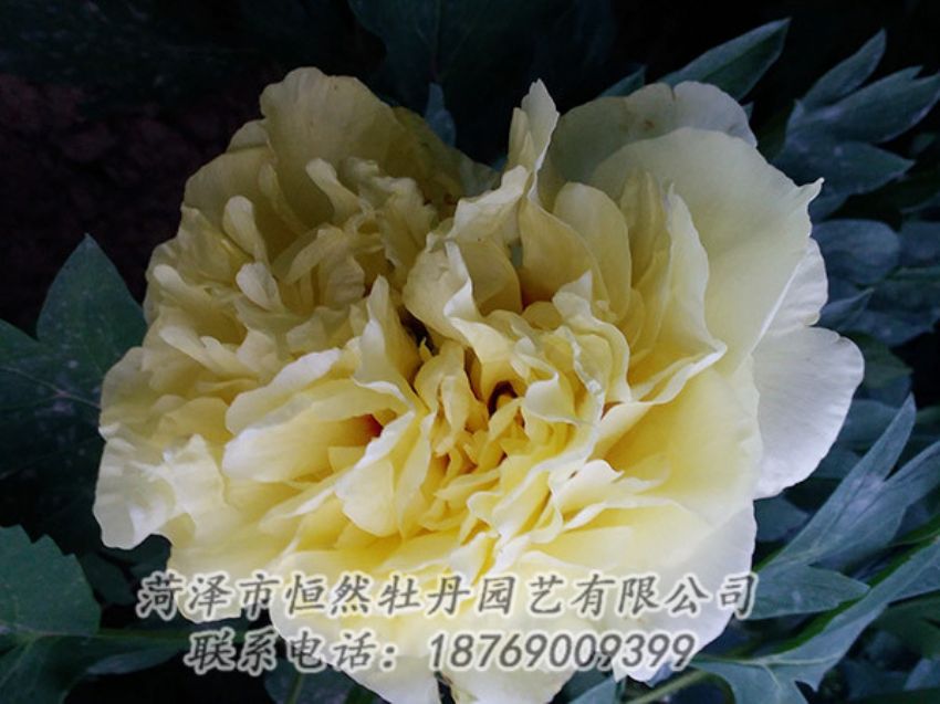 點擊查看詳細信息<br>標題：黃色牡丹 閱讀次數(shù)：1159