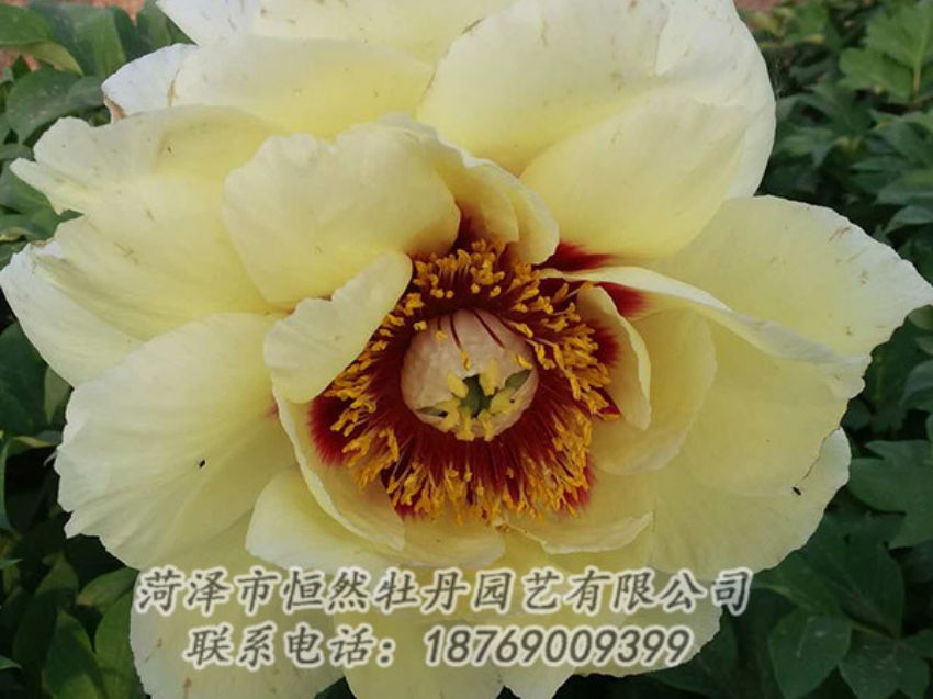 點擊查看詳細信息<br>標題：黃色牡丹 閱讀次數(shù)：1174