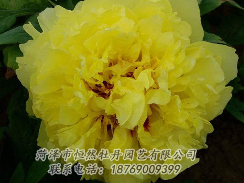 點擊查看詳細信息<br>標題：黃色牡丹 閱讀次數(shù)：1186