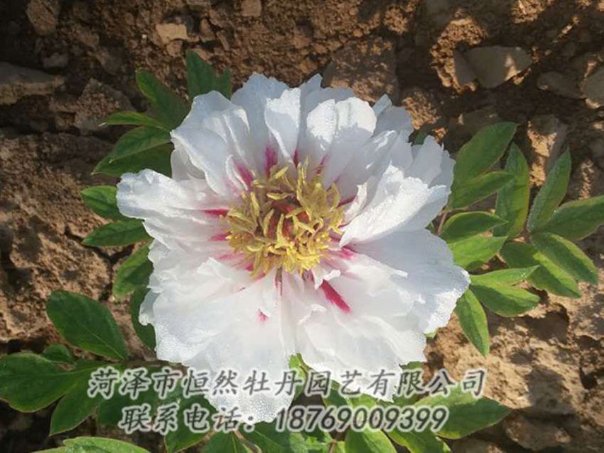 點(diǎn)擊查看詳細(xì)信息<br>標(biāo)題：白色牡丹 閱讀次數(shù)：1210
