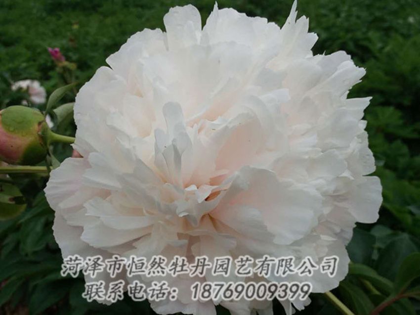 點(diǎn)擊查看詳細(xì)信息<br>標(biāo)題：白色牡丹 閱讀次數(shù)：1160