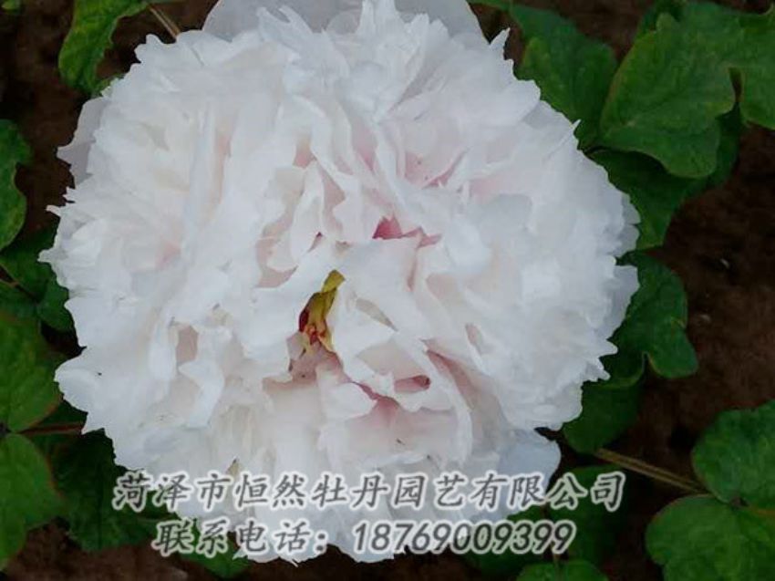 點(diǎn)擊查看詳細(xì)信息<br>標(biāo)題：白色牡丹 閱讀次數(shù)：1877