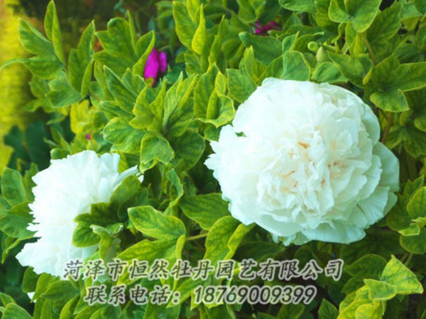 點(diǎn)擊查看詳細(xì)信息<br>標(biāo)題：白色牡丹 閱讀次數(shù)：1136
