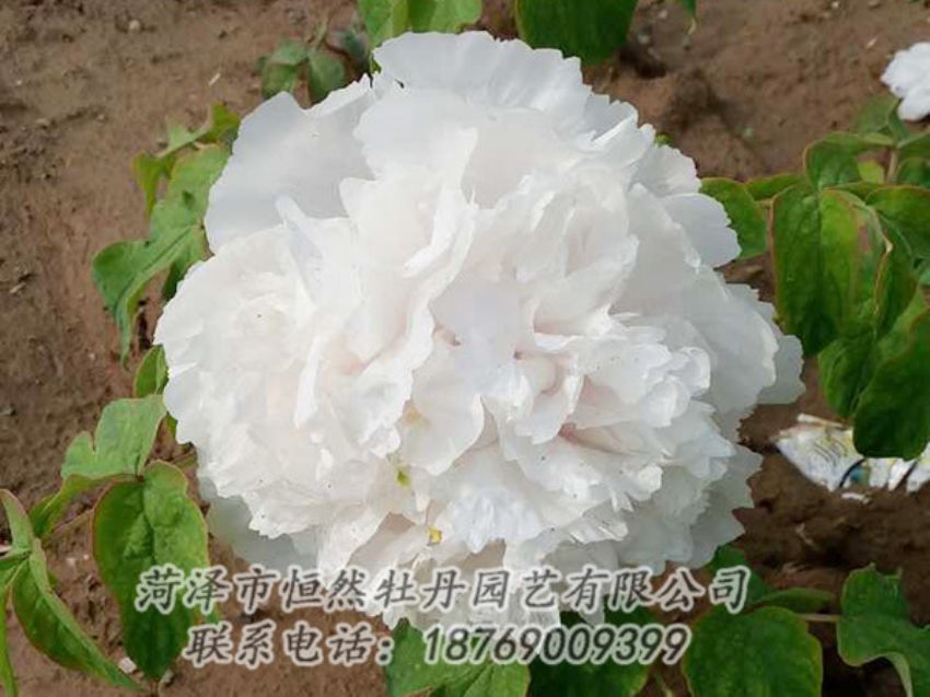 點(diǎn)擊查看詳細(xì)信息<br>標(biāo)題：白色牡丹 閱讀次數(shù)：986