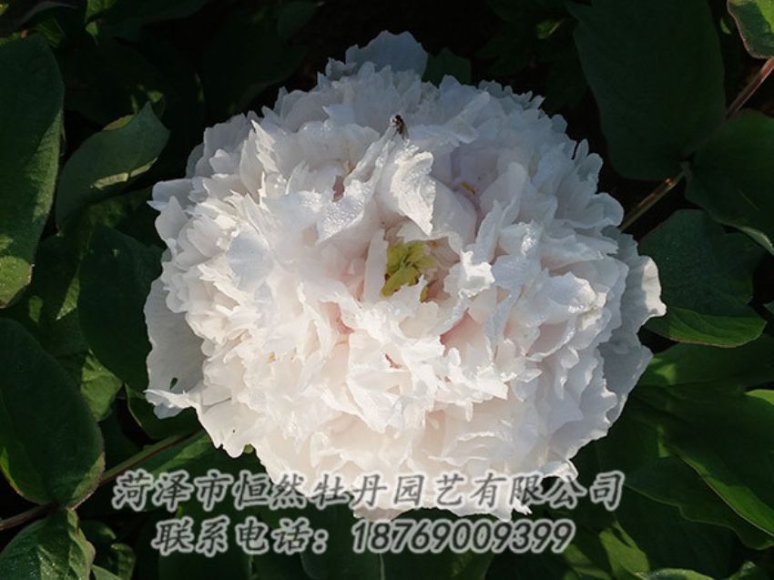 點(diǎn)擊查看詳細(xì)信息<br>標(biāo)題：白色牡丹 閱讀次數(shù)：1153