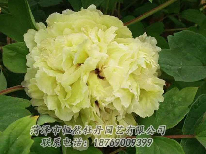 點擊查看詳細(xì)信息<br>標(biāo)題：綠色 閱讀次數(shù)：1063