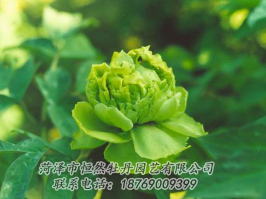 點擊查看詳細(xì)信息<br>標(biāo)題：綠色牡丹 閱讀次數(shù)：1204