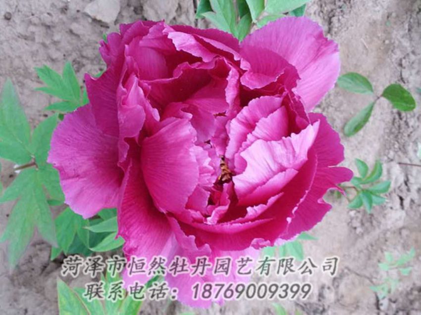 點擊查看詳細信息<br>標題：紫色牡丹 閱讀次數(shù)：1068