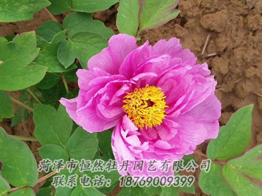 點(diǎn)擊查看詳細(xì)信息<br>標(biāo)題：紫色牡丹 閱讀次數(shù)：1123
