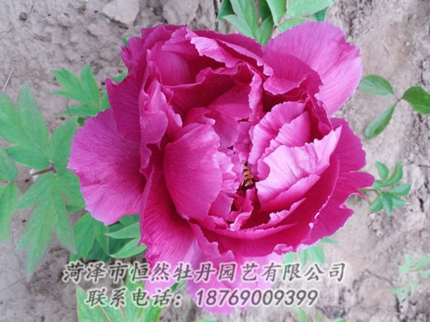 點(diǎn)擊查看詳細(xì)信息<br>標(biāo)題：紫色牡丹 閱讀次數(shù)：1107