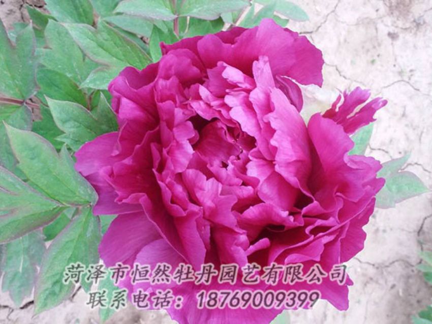 點(diǎn)擊查看詳細(xì)信息<br>標(biāo)題：紫色牡丹 閱讀次數(shù)：1235