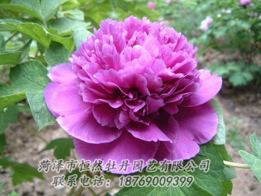 點(diǎn)擊查看詳細(xì)信息<br>標(biāo)題：紫色牡丹 閱讀次數(shù)：1269