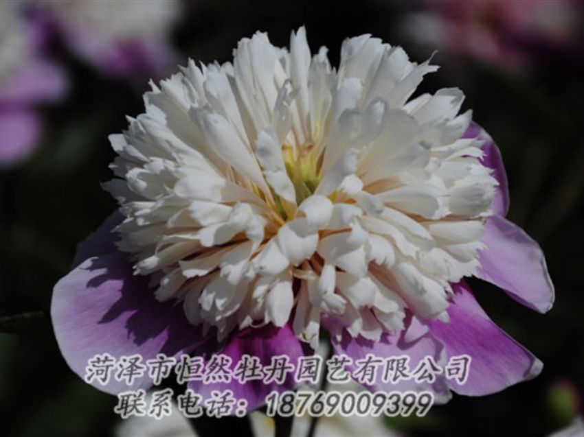 點(diǎn)擊查看詳細(xì)信息<br>標(biāo)題：復(fù)色芍藥 閱讀次數(shù)：1206