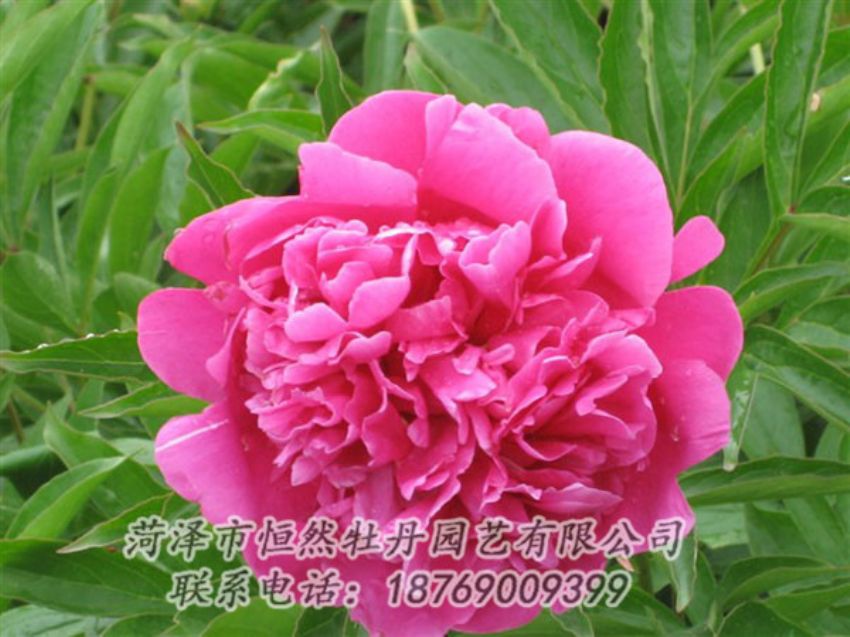 點(diǎn)擊查看詳細(xì)信息<br>標(biāo)題：永生紅 閱讀次數(shù)：1024