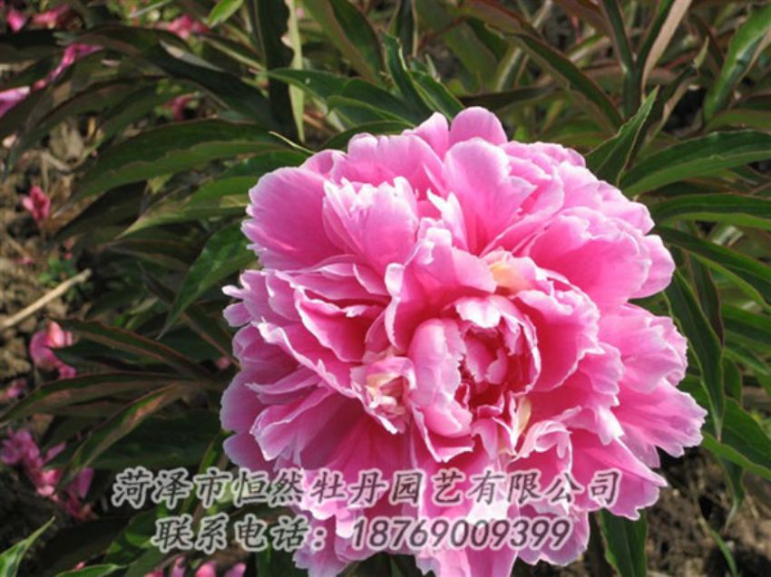 點(diǎn)擊查看詳細(xì)信息<br>標(biāo)題：西施紅妝 閱讀次數(shù)：1025