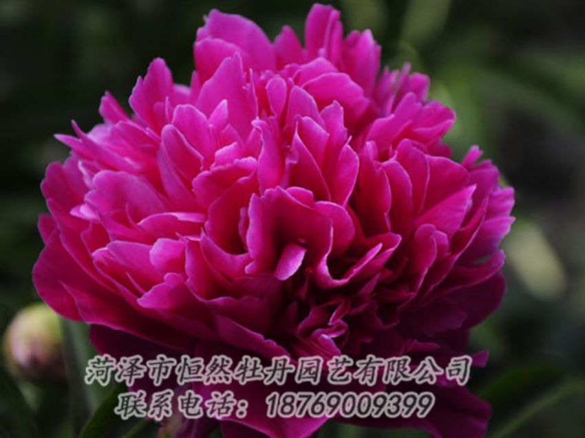 點(diǎn)擊查看詳細(xì)信息<br>標(biāo)題：瑪瑙紅 閱讀次數(shù)：998