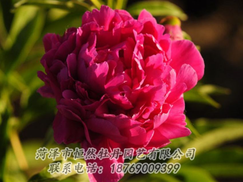 點(diǎn)擊查看詳細(xì)信息<br>標(biāo)題：老來(lái)紅 閱讀次數(shù)：968