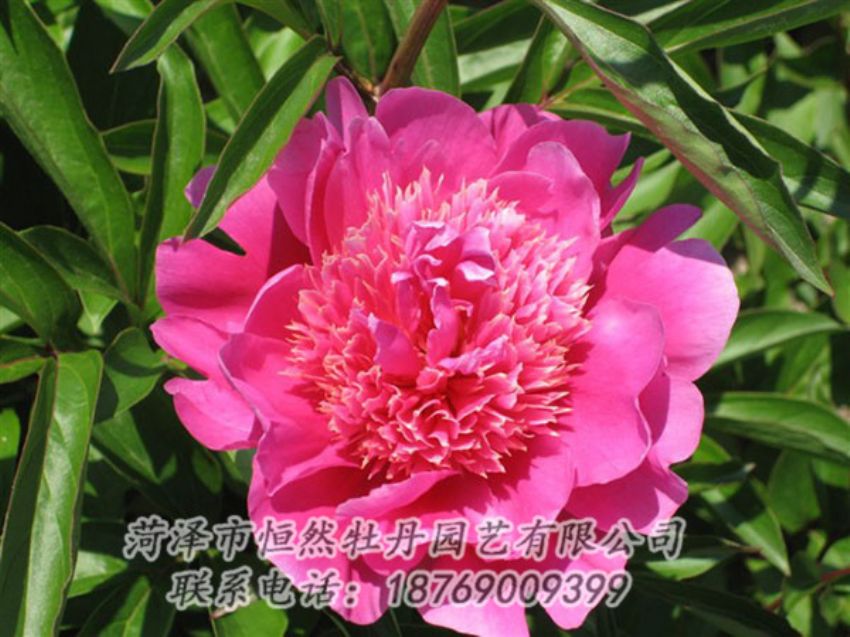 點(diǎn)擊查看詳細(xì)信息<br>標(biāo)題：紅繡球 閱讀次數(shù)：1003