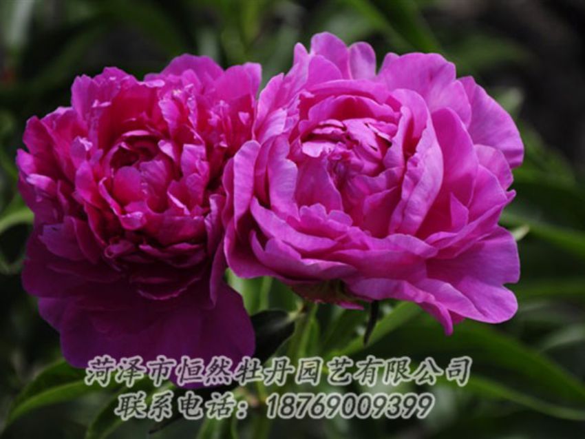 點(diǎn)擊查看詳細(xì)信息<br>標(biāo)題：紅玫瑰 閱讀次數(shù)：963