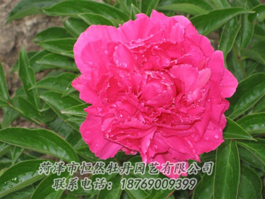 點(diǎn)擊查看詳細(xì)信息<br>標(biāo)題：紅冠芳 閱讀次數(shù)：1036