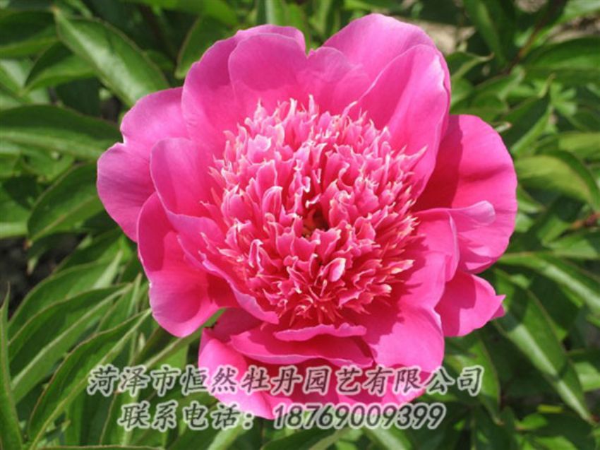 點(diǎn)擊查看詳細(xì)信息<br>標(biāo)題：紅繡球 閱讀次數(shù)：995