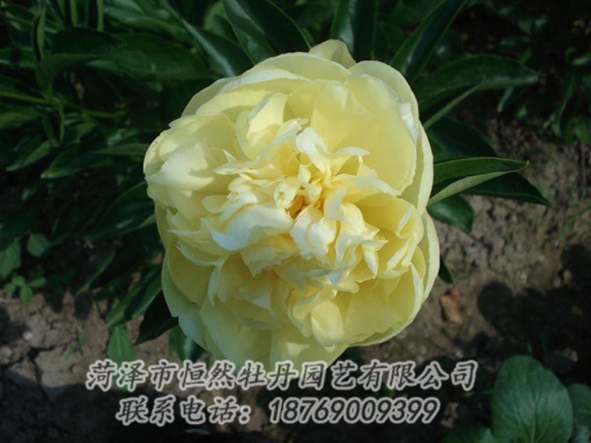 點(diǎn)擊查看詳細(xì)信息<br>標(biāo)題：黃色芍藥 閱讀次數(shù)：1249