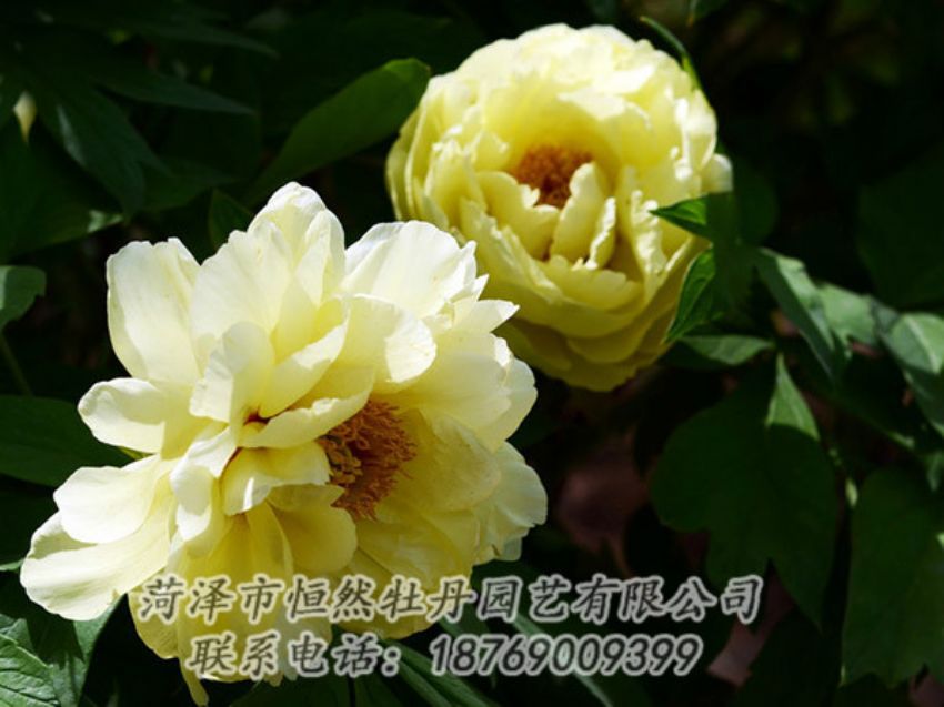 點(diǎn)擊查看詳細(xì)信息<br>標(biāo)題：黃色芍藥 閱讀次數(shù)：1176