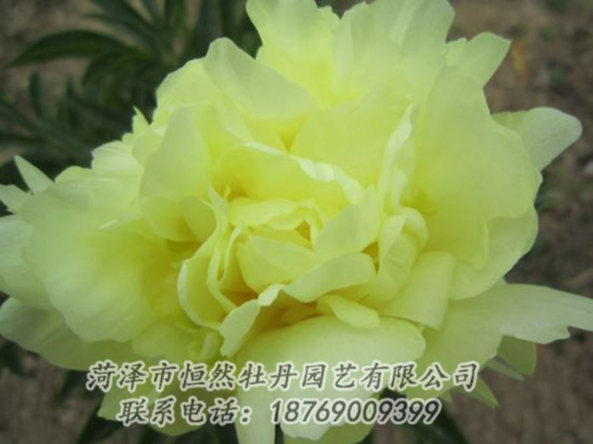 點(diǎn)擊查看詳細(xì)信息<br>標(biāo)題：黃色芍藥 閱讀次數(shù)：1197
