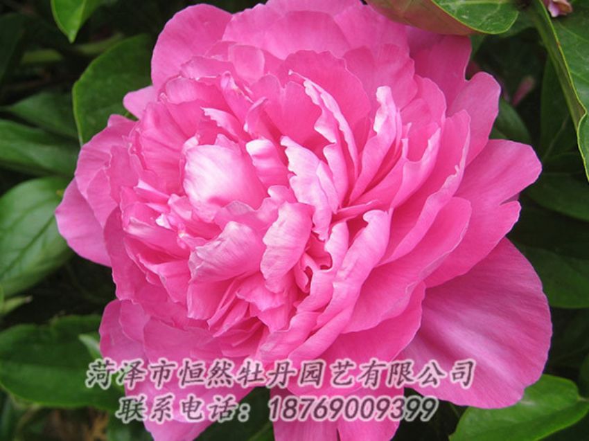 點擊查看詳細信息<br>標題：紅色芍藥 閱讀次數(shù)：1048