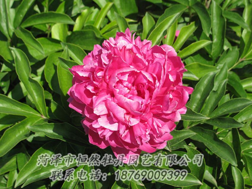 點(diǎn)擊查看詳細(xì)信息<br>標(biāo)題：紅色芍藥 閱讀次數(shù)：1128
