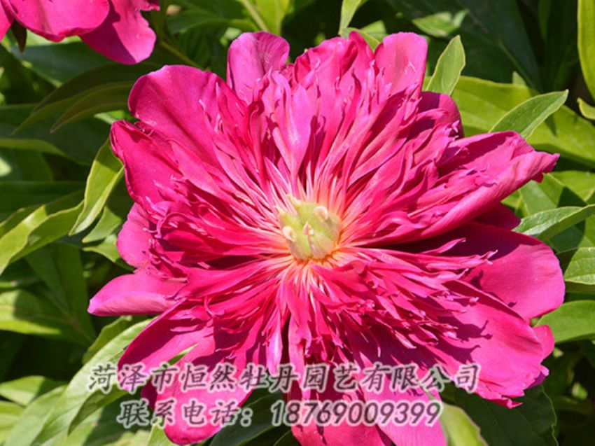 點(diǎn)擊查看詳細(xì)信息<br>標(biāo)題：紅色芍藥 閱讀次數(shù)：1084