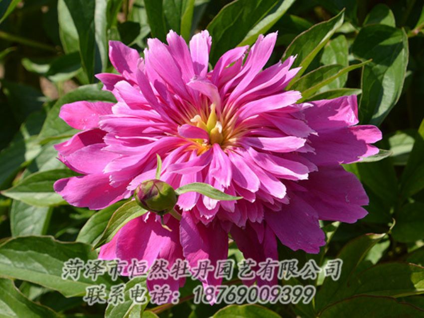 點(diǎn)擊查看詳細(xì)信息<br>標(biāo)題：紅色芍藥 閱讀次數(shù)：1119