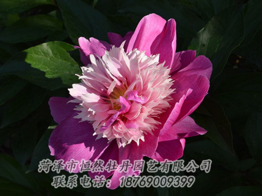 點(diǎn)擊查看詳細(xì)信息<br>標(biāo)題：紅色芍藥 閱讀次數(shù)：1201