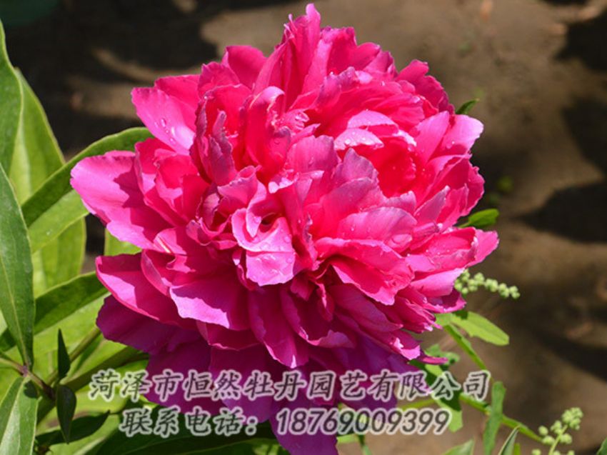 點(diǎn)擊查看詳細(xì)信息<br>標(biāo)題：紅色芍藥 閱讀次數(shù)：1097