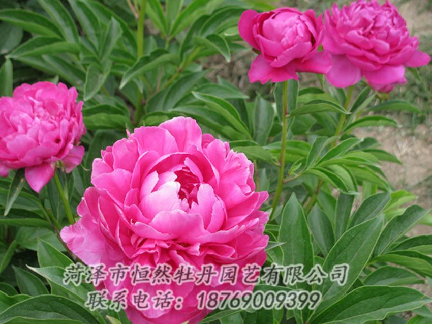 點(diǎn)擊查看詳細(xì)信息<br>標(biāo)題：紅色芍藥 閱讀次數(shù)：1124