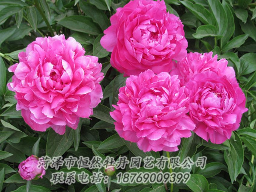 點(diǎn)擊查看詳細(xì)信息<br>標(biāo)題：紅色芍藥 閱讀次數(shù)：1141