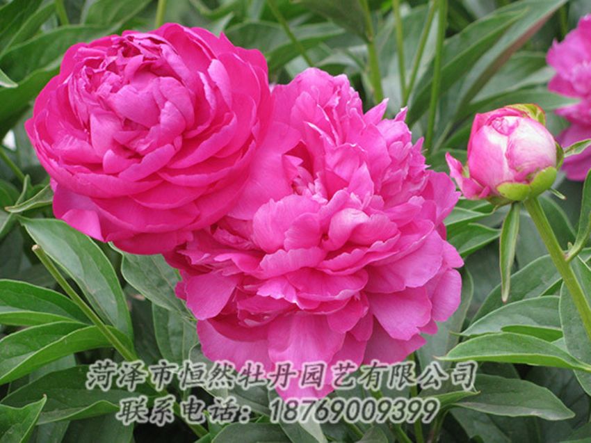 點(diǎn)擊查看詳細(xì)信息<br>標(biāo)題：紅色芍藥 閱讀次數(shù)：1134