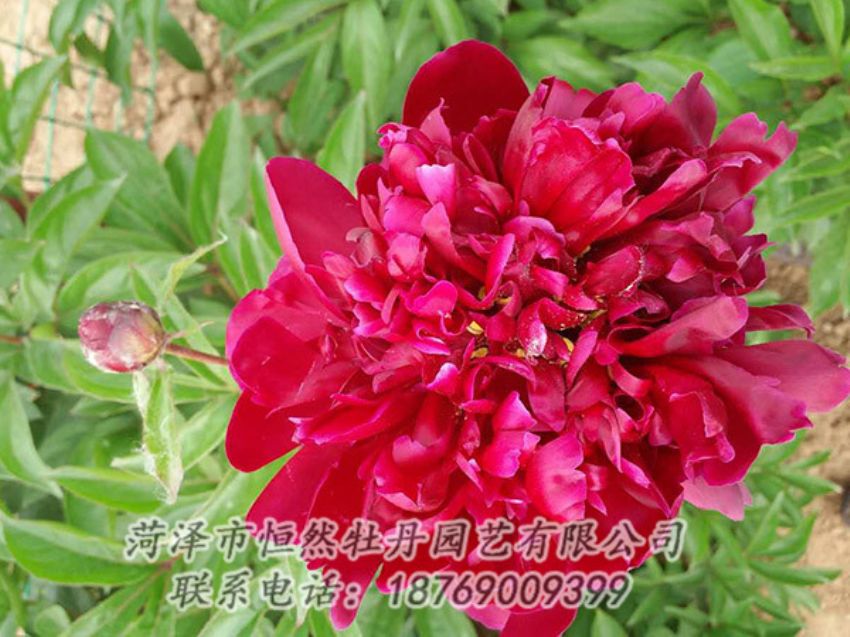 點(diǎn)擊查看詳細(xì)信息<br>標(biāo)題：紅色芍藥 閱讀次數(shù)：1147