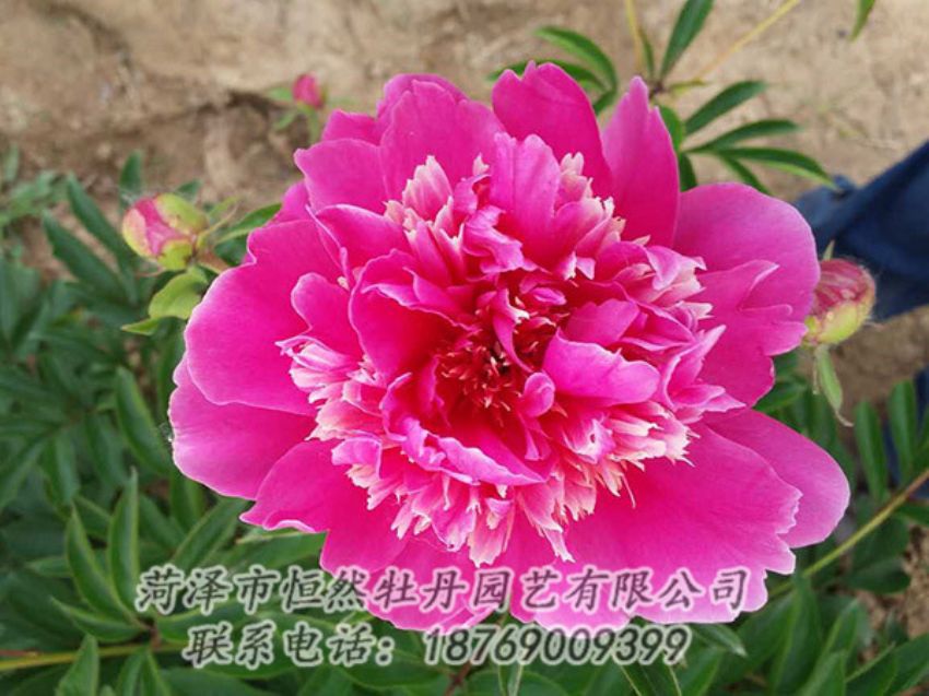 點(diǎn)擊查看詳細(xì)信息<br>標(biāo)題：紅色芍藥 閱讀次數(shù)：1179