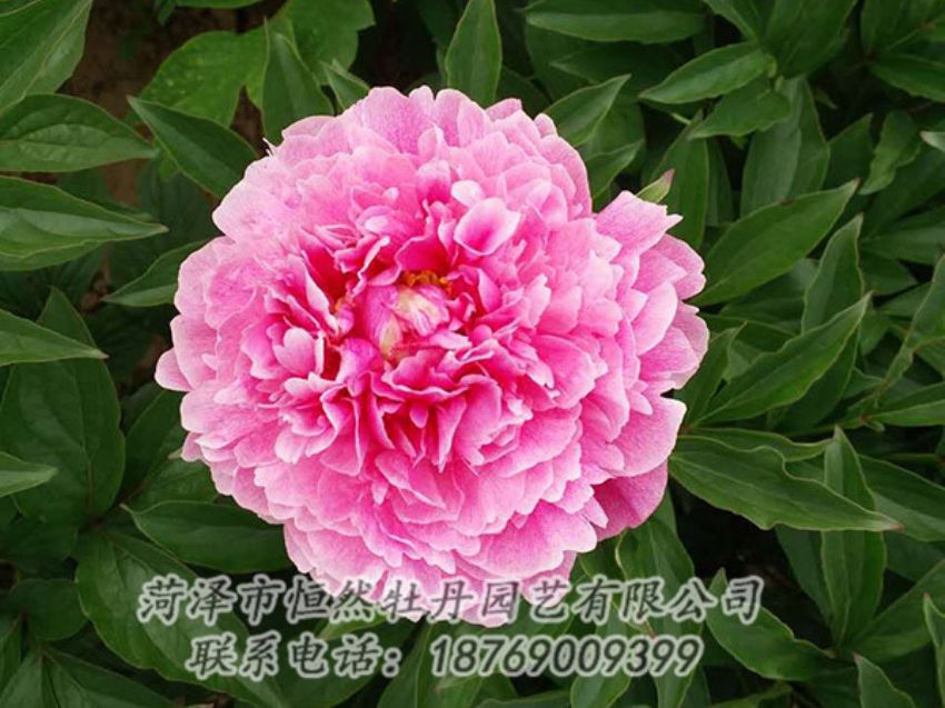 點(diǎn)擊查看詳細(xì)信息<br>標(biāo)題：紅色芍藥 閱讀次數(shù)：1172