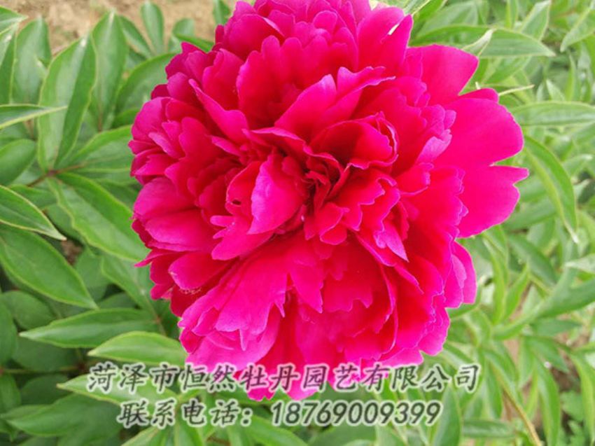 點(diǎn)擊查看詳細(xì)信息<br>標(biāo)題：紅色芍藥 閱讀次數(shù)：1214