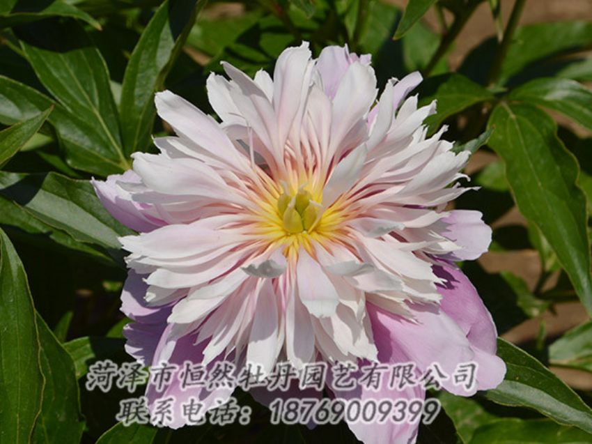 點(diǎn)擊查看詳細(xì)信息<br>標(biāo)題：粉色芍藥 閱讀次數(shù)：1260