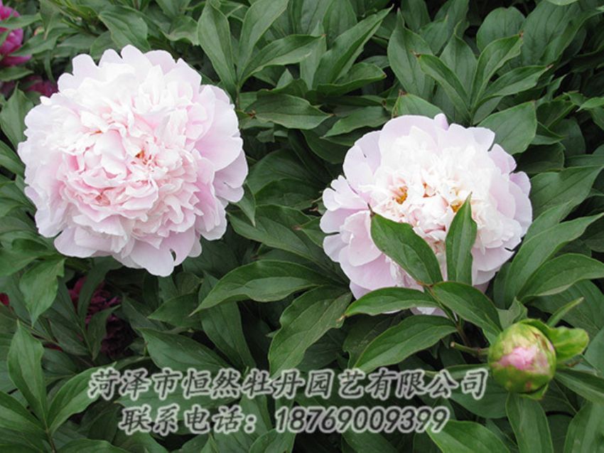 點(diǎn)擊查看詳細(xì)信息<br>標(biāo)題：粉色芍藥 閱讀次數(shù)：1153